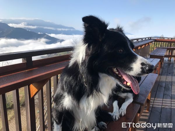 ▲清境農場牧羊犬氣球「何名」行動至15日中午止。（圖／清境農場提供）