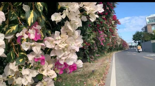 ▲田中鎮九重葛花牆變調。（圖／民眾提供）