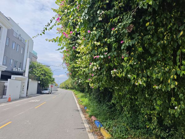 ▲田中鎮九重葛花牆變調。（圖／民眾提供）