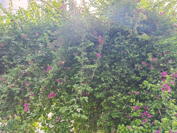 ▲田中鎮九重葛花牆變調。（圖／民眾提供）