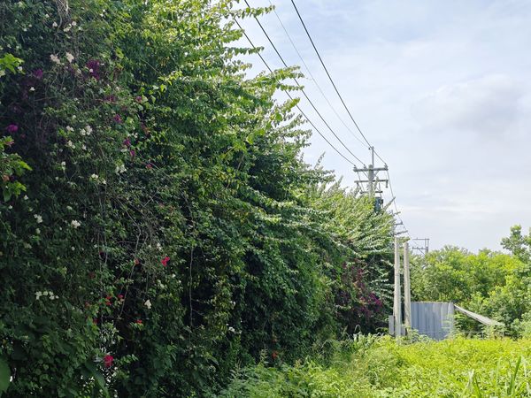 ▲田中鎮九重葛花牆變調。（圖／民眾提供）