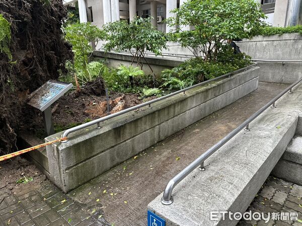 ▲▼             台中逢甲大學「榕榕健康步道(榕榕大道)」的路樹倒塌，造成1人身亡、3人輕傷。（圖／記者白珈陽攝，下同）