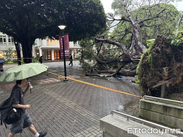 ▲▼             台中逢甲大學「榕榕健康步道(榕榕大道)」的路樹倒塌，造成1人身亡、3人輕傷。（圖／記者白珈陽攝，下同）