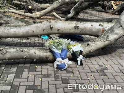 快訊/逢甲大學榕樹倒下壓死碩一生!現場鮮花悼念:願你一路好走