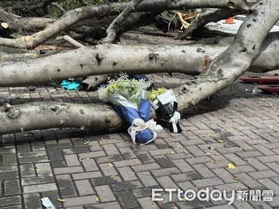 並肩走出實驗室…逢甲碩一男遭榕樹壓死! 女友脫困驚慌求救