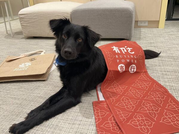「曾被遺忘的牠」變身狗老師　心輔犬走入課堂！療癒撼動逾2萬人