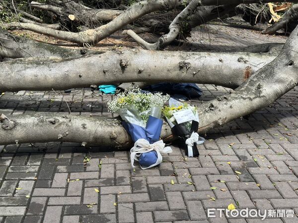 ▲▼台中逢甲大學榕樹倒榻，壓死碩一男學生。（圖／記者白珈陽攝）