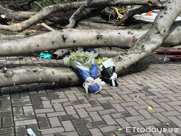 ▲▼台中逢甲大學榕樹倒榻，壓死碩一男學生。（圖／記者白珈陽攝）