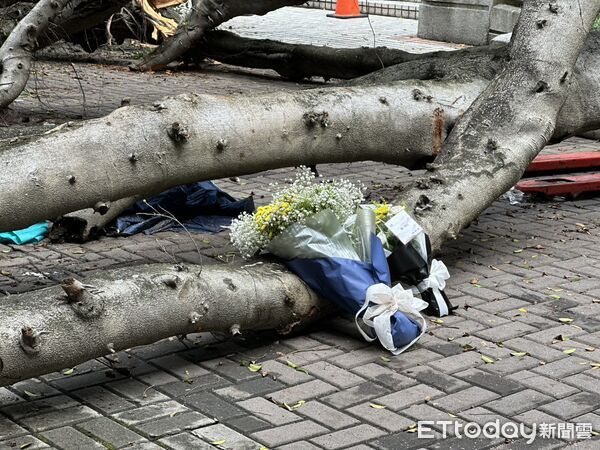 ▲▼台中逢甲大學榕樹倒榻，壓死碩一男學生。（圖／記者白珈陽攝）