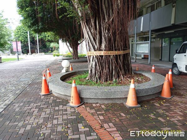 ▲▼逢甲大學樹倒壓死學生，校內目前尚有5棵樹列管。（圖／記者白珈陽攝）