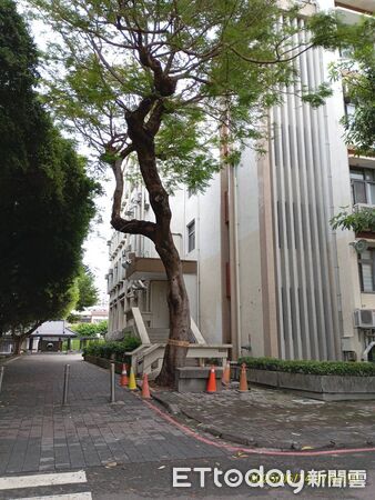 ▲▼逢甲大學樹倒壓死學生，校內目前尚有5棵樹列管。（圖／記者白珈陽攝）