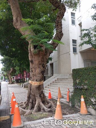 ▲▼逢甲大學樹倒壓死學生，校內目前尚有5棵樹列管。（圖／記者白珈陽攝）