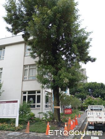 ▲▼逢甲大學樹倒壓死學生，校內目前尚有5棵樹列管。（圖／記者白珈陽攝）