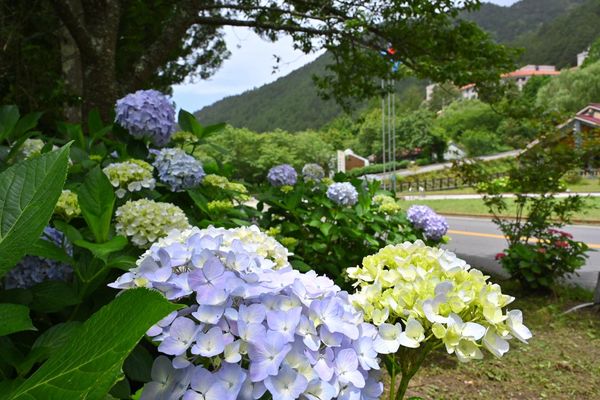 ▲武陵農場繡球花。（圖／取自武陵農場臉書）