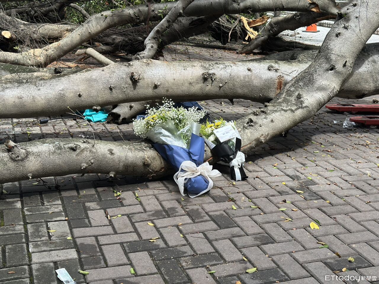 並肩走出實驗室…逢甲碩一男遭榕樹壓死！　女友脫困驚慌求救