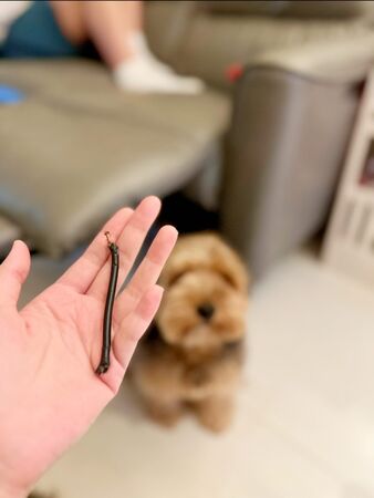 ▲▼宋哥家中毛小孩咬斷電線，一查竟是電動沙發不動了。（圖／翻攝自臉書）