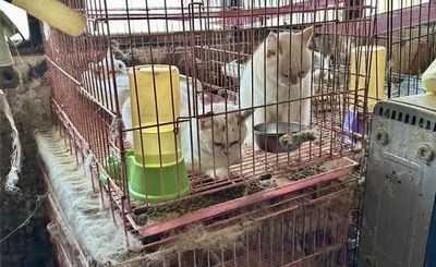 養了賣不掉！運將「鐵槌碎頭刺肚丟路邊」害死7貓　二審輕判7月