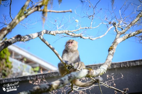 ▲▼「宜蘭太平山雲海咖啡館」群山環繞的森林玻璃屋，海拔2000公尺的約會秘境！（圖／部落客滿分提供）