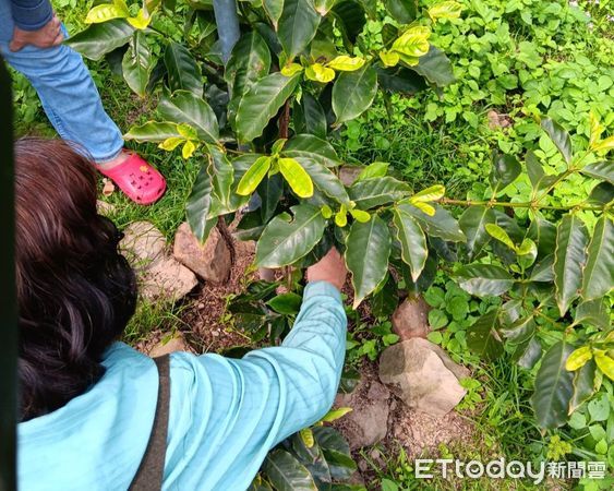 ▲莊鴻模中風後努力復健，希望能恢復自己熱愛的咖啡事業。（圖／台中榮總埔里分院提供）