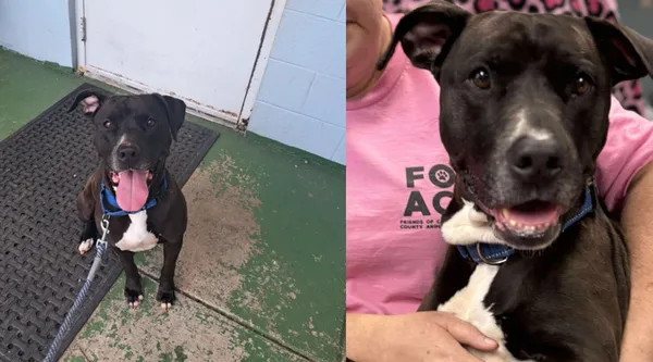 收容所活動流浪狗「突然停在陌生男身旁」　下秒1動作救他性命。（圖／翻攝自Facebook／Friends of Campbell County Animal Control）