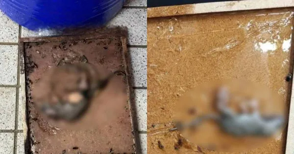 知名5星級飯店再爆鼠患猖獗。（圖／翻攝自匿名2公社）