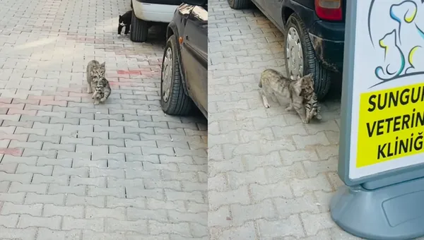 叼生病小貓到獸醫院求救　焦急貓媽「在門口等孩」感人畫面曝。（圖／翻攝自Instagram／sungurlupetveteriner）