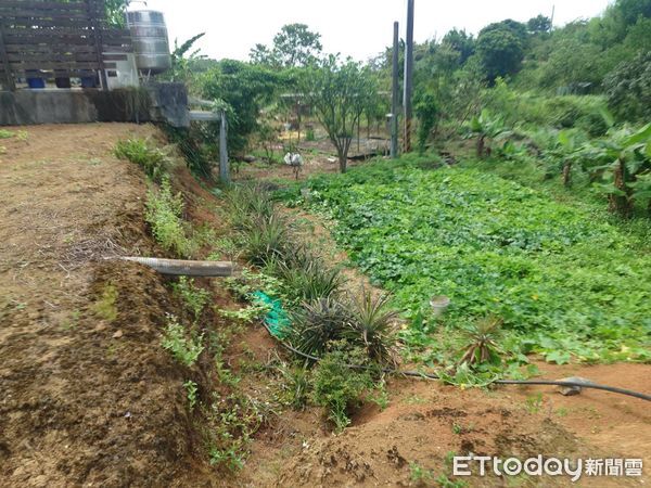 ▲▼             淡水老翁疑似中暑，失去呼吸心跳搶救中。（圖／記者陳以昇翻攝，下同）