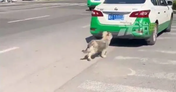 大陸河北省承德市一條忠犬近日被主人無情拋棄，然而牠並未離開，始終待在原地等待飼主回來。（圖／翻攝自微博）