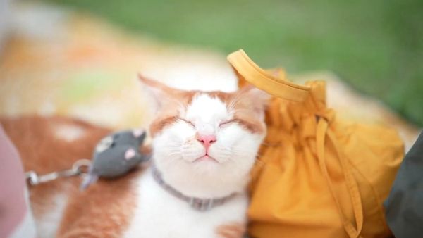 ▲▼全盲貓奇蹟重生！「天使姐姐」堅持收編。（圖／台灣動物緊急救援小組(ARTT)提供）