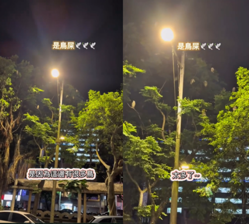 ▲▼玉兔愛車「遍布不明液體」以為被潑漆！求助警察抬頭傻眼。（圖／翻攝自Instagram／bellayutu）