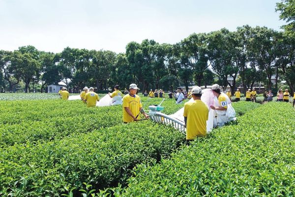 農業部茶改場總場（圖）位於桃園，並於新北、南投、台東設有分場。（翻攝農業部茶改場臉書）