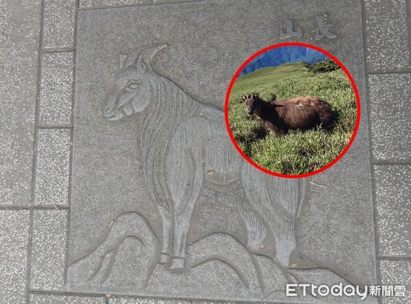 ▲野生動物生態圖騰。（圖／記者楊晨東翻攝）