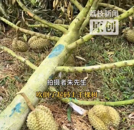 ▲▼蝴蝶颱風狂掃三亞。（圖／翻攝自微博）