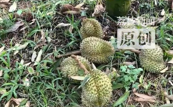 ▲▼蝴蝶颱風狂掃三亞。（圖／翻攝自微博）