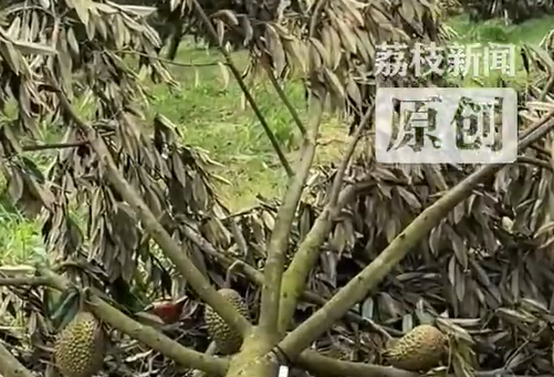 ▲▼多棵榴槤樹被吹倒。（圖／翻攝自微博）