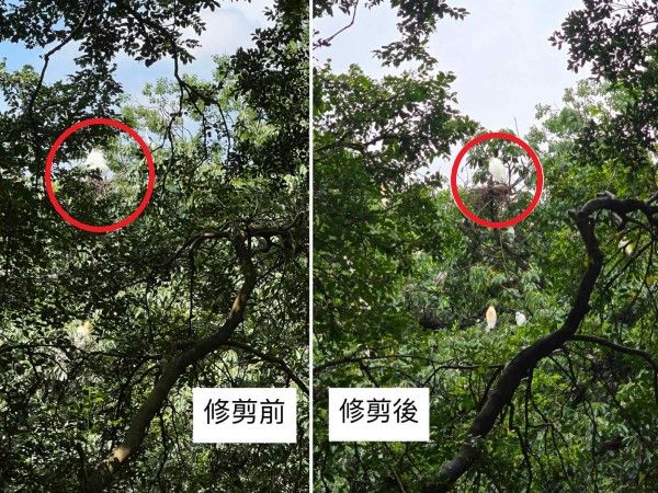 ▲大安森林公園「大白鷺」育雛　為更清楚拍鳥竟「鋸樹」引發熱議。（圖／大安森林公園之友基金會提供，請勿隨意翻拍，以免侵權。）