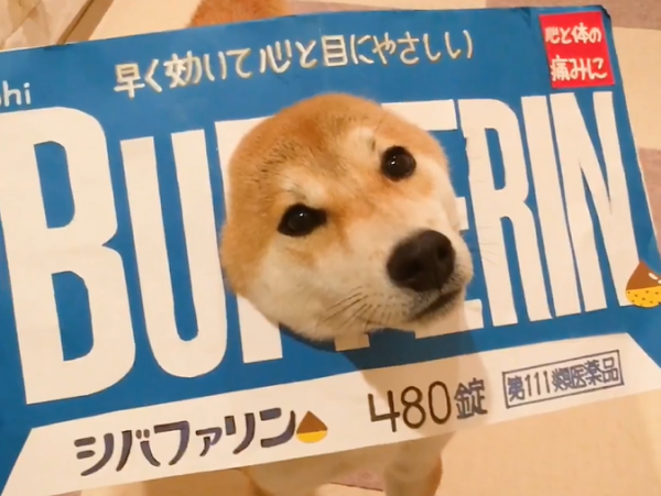 ▲柴犬牌止痛藥，網讚超有效。（圖／翻攝自Ｘ／@suzuki_kuritaro）
