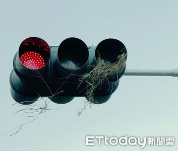 台東縣體育場附近紅綠燈有鳥巢！民眾親見鳥兒飛出　恐影響交安