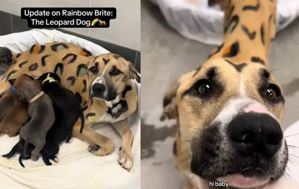 受虐比特犬烈日被綁在欄杆下　收容所驚見「七彩豹」和一窩小狗。（圖／翻攝自TikTok／azhumanesociety）