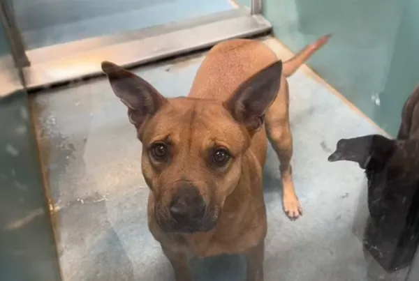 沒人敢養比特犬！收容所800天狗將被安樂死　見人仍露信任眼神。（圖／翻攝自TikTok／lifesavingpixie）