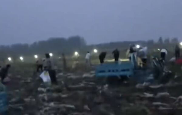 ▲▼上千村民闖馬鈴薯田「零元購」　陸警吃案還嗆：法不責眾！（圖／翻攝微博）