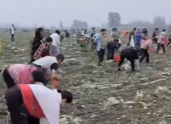 ▲▼上千村民闖馬鈴薯田「零元購」　陸警吃案還嗆：法不責眾！（圖／翻攝微博）