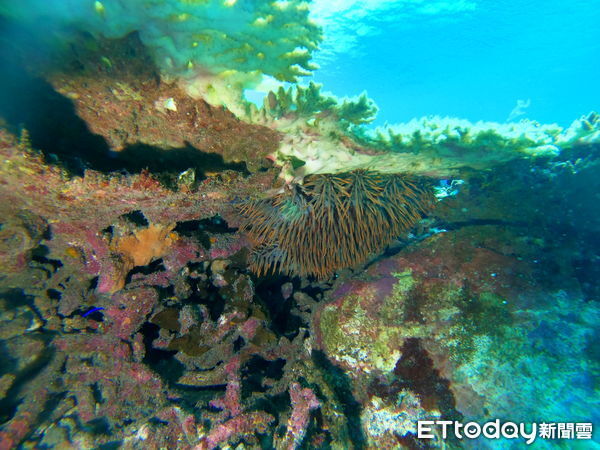 ▲▼澎湖爆發棘冠海星。（圖／海洋志工陳盡川提供）