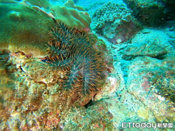 ▲▼澎湖爆發棘冠海星。（圖／海洋志工陳盡川提供）