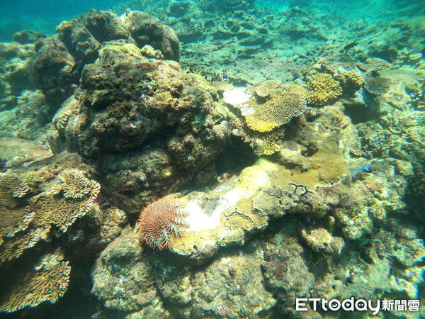 ▲▼澎湖爆發棘冠海星。（圖／海洋志工陳盡川提供）