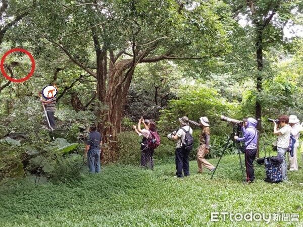 大安森林公園「大白鷺」育雛　遊客拍鳥要求剪樹枝惹議