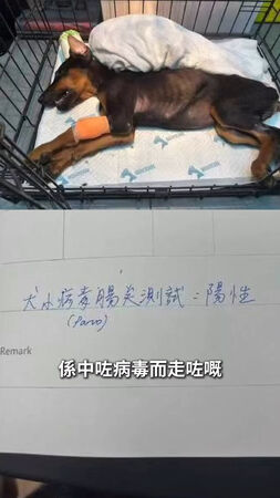 ▲杜賓犬遭剪耳「縫紙杯膠水黏死」！港女星淚揭殘忍手法：人神共憤。（圖／翻攝自裕美IG）