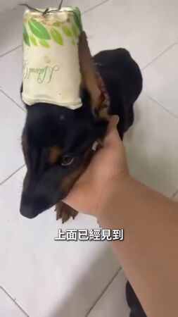 ▲杜賓犬遭剪耳「縫紙杯膠水黏死」！港女星淚揭殘忍手法：人神共憤。（圖／翻攝自裕美IG）