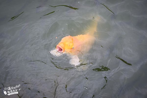 ▲▼長埤湖精靈村。（圖／部落客滿分的旅遊札記授權提供）