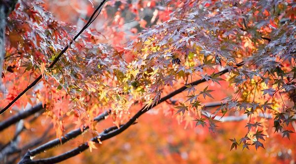 ▲▼啐啄園。（圖／部落客小虎食夢網授權提供）